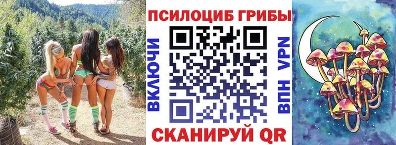 Купить  Тосно  Галлюциногенные грибы Cubensis 